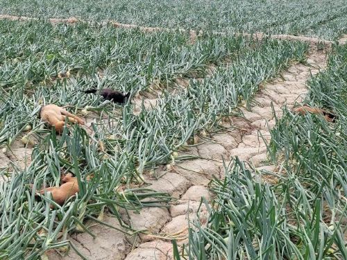 屏東車城驚現毒狗！屏縣府下令嚴查遏止毒害動物