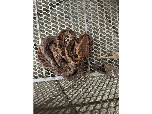 新北市動保處提醒民眾防蛇妙招，確保安全無慮