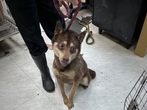 新北市動保處緊急安置6隻犬隻，飼主違法遭罰，呼籲正確飼養環境