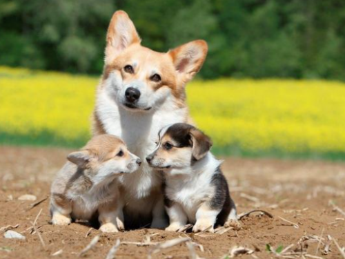 心臟健康的忠實夥伴：研究發現飼養狗犬助益心血管健康