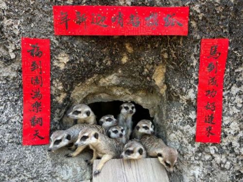 壽山動物園馬年「金馬五吉」年菜登場｜動物圍爐過新年，環保創意玩具打造節慶氛圍