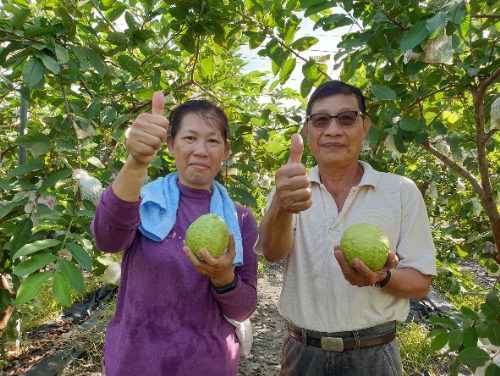 番石榴季節來臨，1顆的營養價值等同50顆蘋果