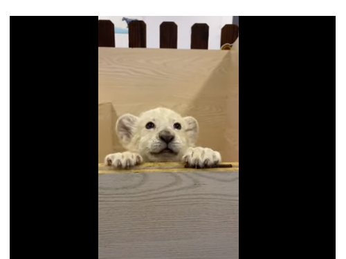 抖音網美：從大貓寶寶到寵物貓的養成故事