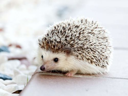 刺蝟冷知識