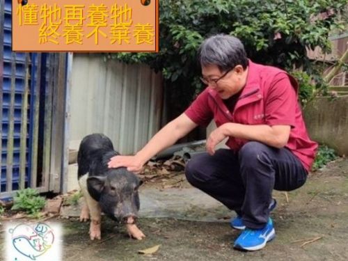 小豬尋找溫暖的歸宿