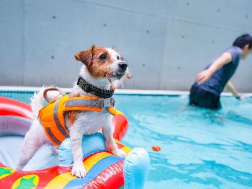 高雄「好伴bàn毛孩嗷運會」泳汪直前游泳賽：邀請狗狗們勇闖泳池！