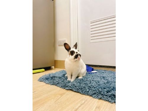 炎炎夏日，守護毛寶貝健康！新北市動保處推出兔寶避暑攻略