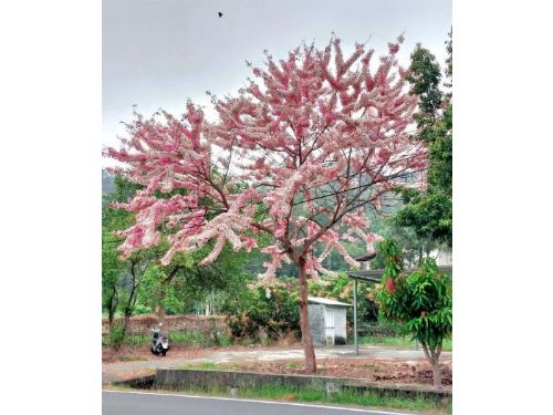 春季花旗木盛開，高雄東區成最佳賞花點