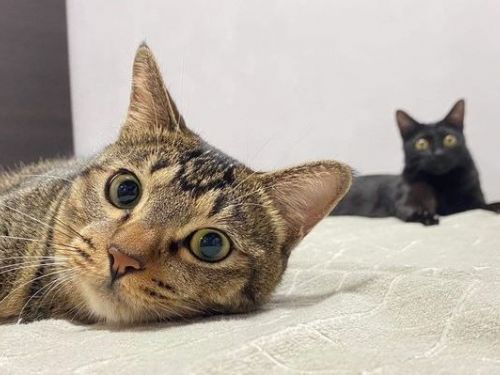 全台投票日貓咪也參與！「一貓一格」低頭圈票：禁止窺視