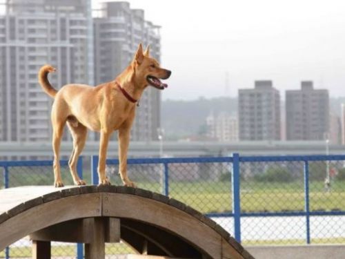 新北市打造22座寵物公園，毛孩走春健康又快樂！