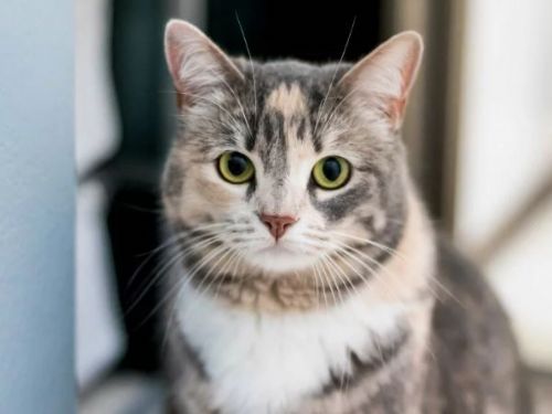 貓咪最擅長忍痛 AI讀懂毛小孩情緒