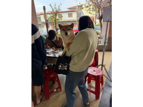 阿蓮犬貓三合一活動：即使寒流來襲，熱情依舊不減！