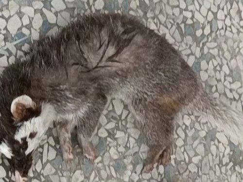 讓我們一起守護健康！屏東縣加開狂犬病疫苗施打場次