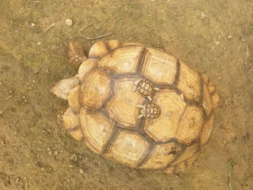 523世界烏龜日宣導守護小夥伴！新北市動保處呼籲善盡飼養責任，共同守護每一隻烏龜的幸福