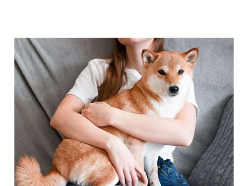 追蹤六年研究發現：長期養寵物者可防止認知功能下降