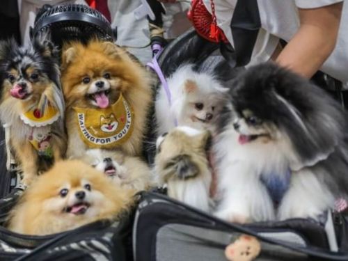 少子女化帶動寵物熱潮，全台高中生熱愛科系中四所獸醫系入榜