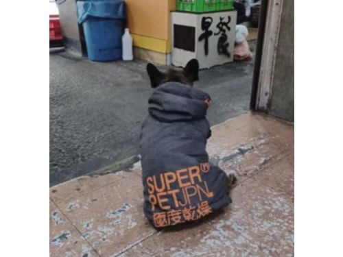 路邊小黑穿「前禦寒潮牌」外套！畫面太衝擊網笑：狗都穿比我好