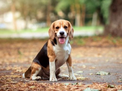 申請放寬使用人類藥物以解決動物藥品短缺問題