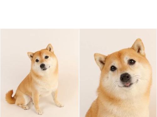 日本飼主咳嗽引起柴犬關切  牠叼玩具安慰主人的溫馨畫面感動超過13萬網友