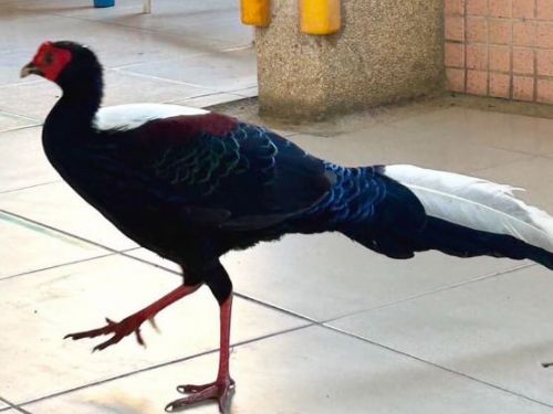 藍腹鷴罕見現身嘉義育人國小！全校看牠在走廊閒逛2小時