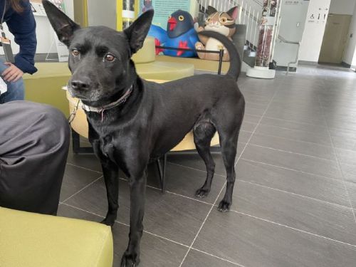 愛心與責任同行：動保處持續關注動物福利