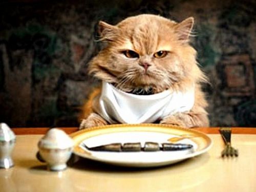 人類美食可能成為寵物的致命威脅