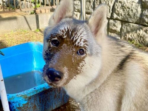哈士奇玩泥巴秒變「巧克力口味」　飼主驕傲秀照萌翻網友