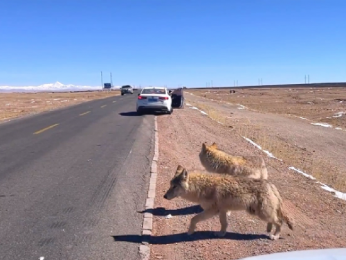 女子駕車時遇到流浪毛孩　正想下車與狗狗拍照時被喊停：這不是狗