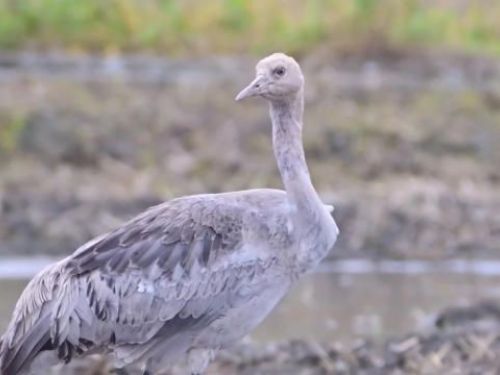 灰鶴首次現身花蓮  保育類珍稀鳥類