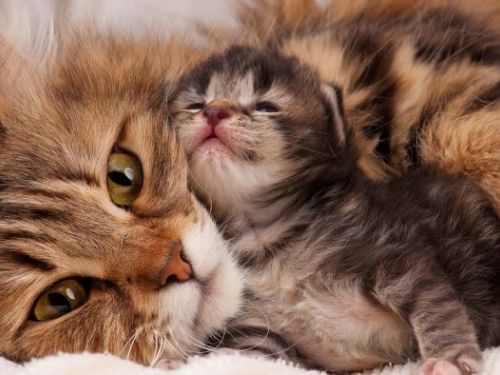 農業部關心您的毛孩：針對低血鉀症情況展開調查