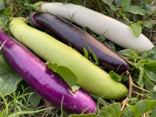 同心園農場：從護理師到有機農場主，胡惠玲夫妻的自然耕作與食農教育之旅