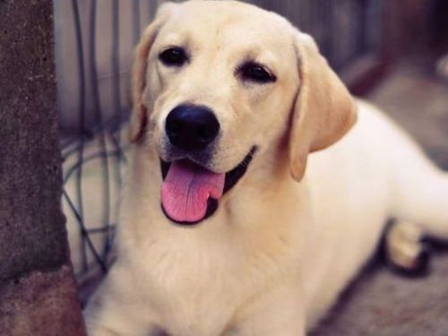 維護工作犬心理健康：在職勤務中預防職業傷害並減輕壓力