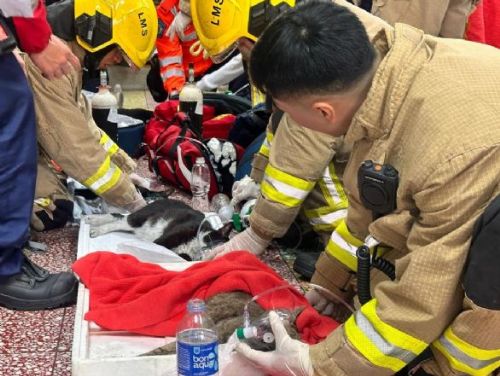香港消防員英勇救援7隻貓咪和男性