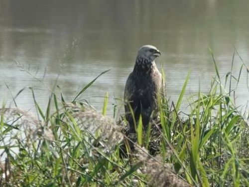 稀有保育類候鳥「大鵟」現蹤關渡！一票人闖管制區搶拍 動保處警告了