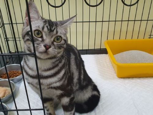 新北市嚴正打擊動物虐待案件，動保處與警方攜手追查虐貓影片，堅守動物權益零容忍