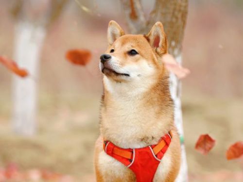 遭動物嚇到騎車可報警，最高罰款1.2萬元！