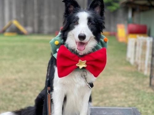 「車上載滿聖誕汪」以為捕狗大隊也過節