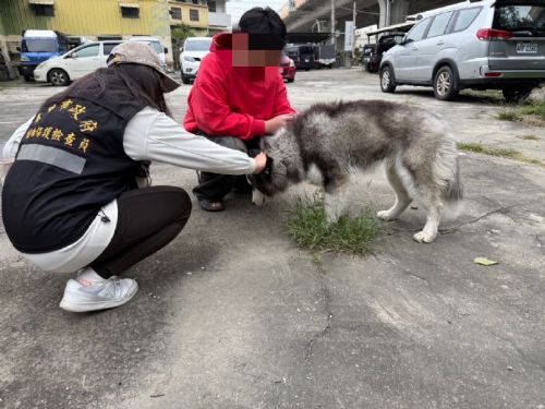 動物保護處：協助流浪哈士奇找回溫馨家園