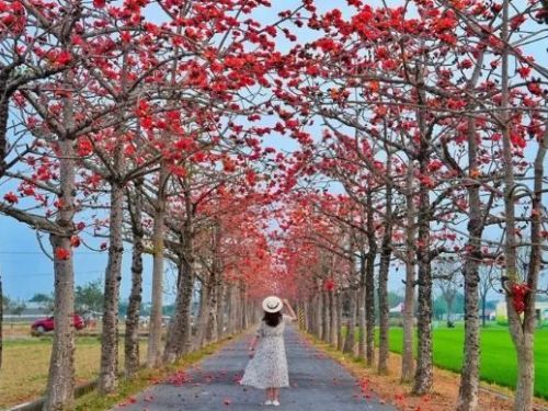 2024白河木棉花季本周末登場！2km木棉花道大爆發，遊客提前湧入朝聖全球最美花街