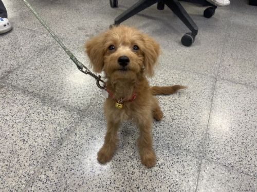 台北市動保處與警方攜手保護動物：積極處理東區犬隻疑似受虐事件