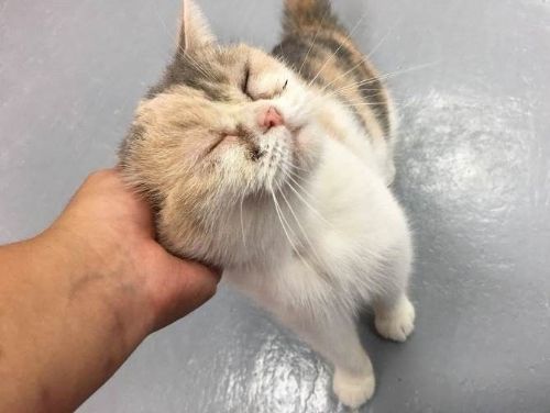 讓我們一起關愛寵物，選擇合法賣家守護動物福祉