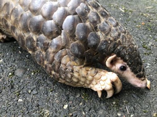 國際生物多樣性日一同守護生態！新北市動保處呼籲：與野生動物友善共處，讓城市更美麗