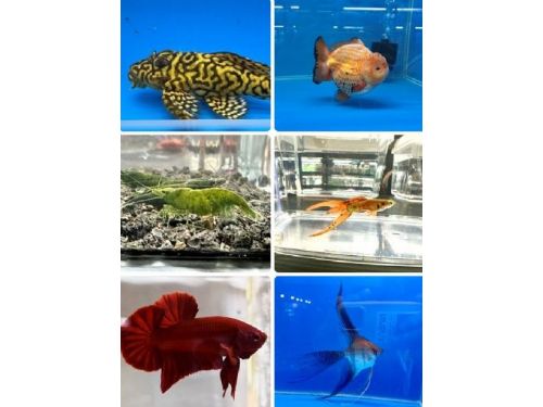 屏東縣觀賞魚產業推廣國際交流比賽在高雄盛大舉行，吸引全球愛好者參與