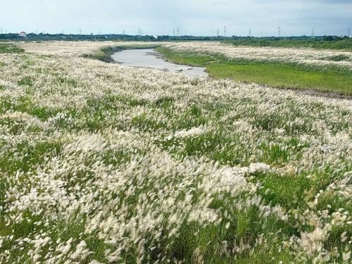 臺南活動精彩不間斷　卡比胖拉、黑琵季、九月雪輪番登場