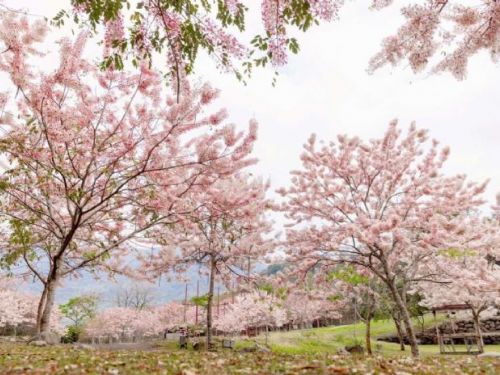 高雄六龜花旗木盛開！「六龜湯旅春遊季」登場　賞花×泡湯×秘境一次玩