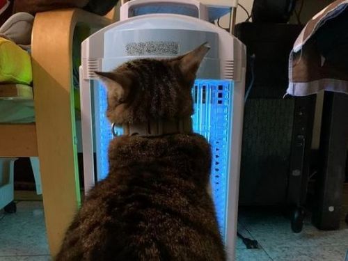 虎斑貓認錯暖爐！身體貼超緊「疑惑怎麼烤不熱」奴才揭傻眼真相