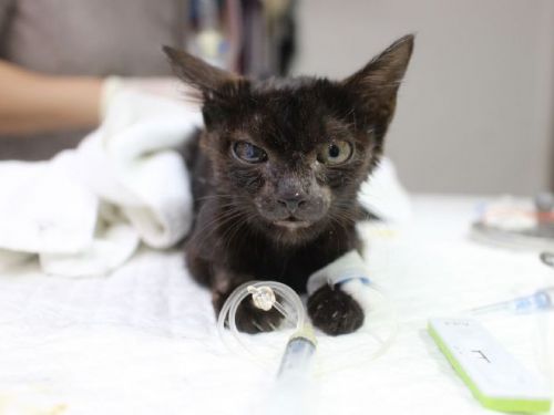 黑貓福寶奇蹟康復，找到溫暖新家 傳遞愛心與希望