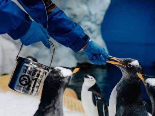 春節來屏東海生館，與「我的鰻朋友」共度歡樂海洋年