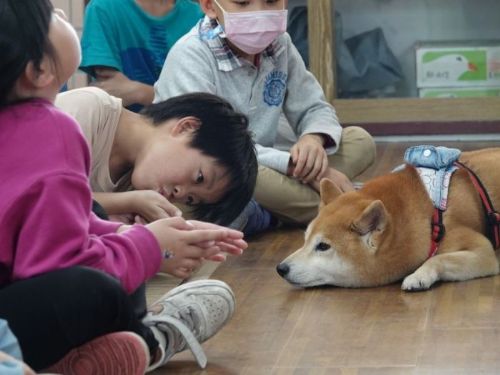 新北市生命教育新風貌，動保處攜手米爸講師與柴犬小米，啟發孩子尊重與責任的愛心課程