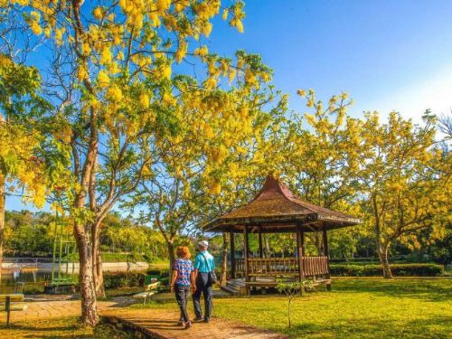 迎接阿勃勒花季：台南的黃金花雨等你來賞